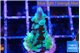 Acropora green purple tip 2-3 cm WYSIWYG acclimaté