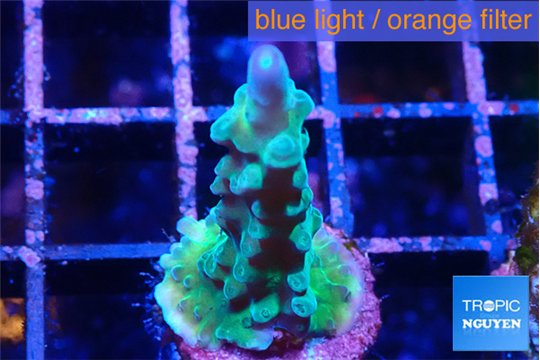 Acropora green purple tip 2-3 cm WYSIWYG acclimaté