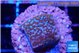 Montipora superman 1-2 cm WYSIWYG acclimaté