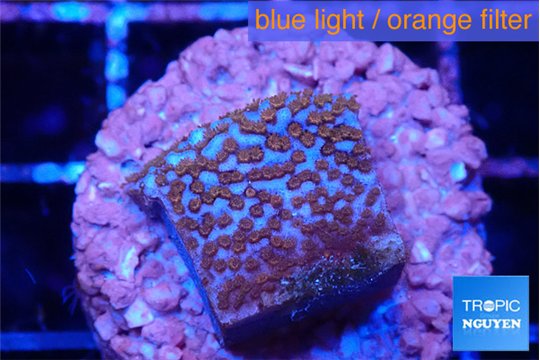 Montipora superman 1-2 cm WYSIWYG acclimaté