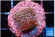 Montipora superman 1-2 cm WYSIWYG acclimaté