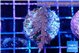 Acropora carduus green polyps deep water 2-4 cm WYSIWYG acclimaté