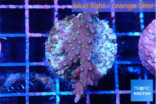 Acropora carduus green polyps deep water 2-4 cm WYSIWYG acclimaté