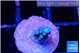 Acropora blue tip 0,5-1 cm WYSIWYG acclimaté