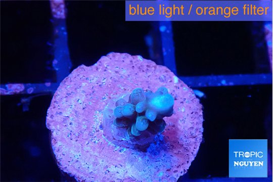 Acropora blue tip 0,5-1 cm WYSIWYG acclimaté