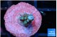 Acropora blue tip 0,5-1 cm WYSIWYG acclimaté