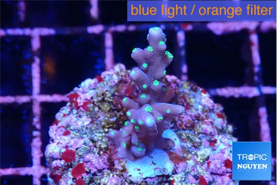 Acropora carduus green polyps deep water 1-2 cm WYSIWYG acclimaté