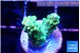 Acropora green purple tip 1-2 cm WYSIWYG acclimaté