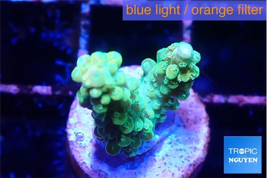 Acropora green purple tip 1-2 cm WYSIWYG acclimaté