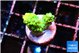 Acropora green purple tip 1-2 cm WYSIWYG acclimaté