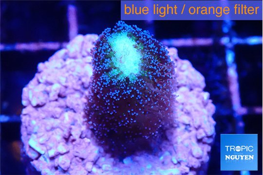 Stylophora milka 2 cm WYSIWYG acclimaté