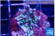 Acropora carduus green polyps deep water 2-3 cm WYSIWYG acclimaté