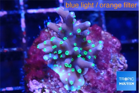 Acropora carduus green polyps deep water 2-3 cm WYSIWYG acclimaté