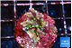 Acropora carduus green polyps deep water 2-3 cm WYSIWYG acclimaté