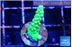 Acropora neon green 2-3 cm WYSIWYG acclimaté