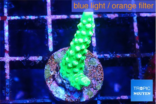 Acropora neon green 2-3 cm WYSIWYG acclimaté