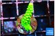 Acropora neon green 2-3 cm WYSIWYG acclimaté