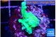 Acropora green Fijii 2-3 cm WYSIWYG acclimaté