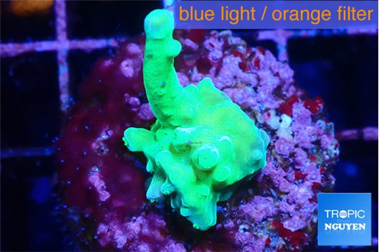 Acropora green Fijii 2-3 cm WYSIWYG acclimaté
