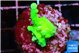 Acropora green Fijii 2-3 cm WYSIWYG acclimaté