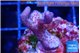 Seritopora pink purple Fijii 2-3 cm WYSIWYG acclimaté