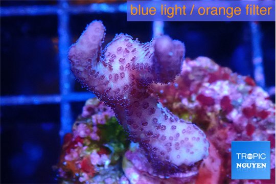 Seritopora pink purple Fijii 2-3 cm WYSIWYG acclimaté