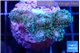 Pocillopora damicornis green & pink tip 2-4 cm WYSIWYG acclimaté