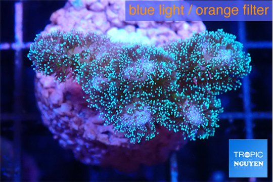 Pocillopora damicornis green & pink tip 2-4 cm WYSIWYG acclimaté
