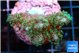Pocillopora damicornis green & pink tip 2-4 cm WYSIWYG acclimaté
