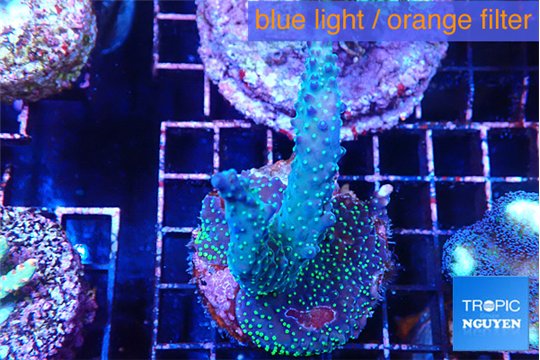 Acropora nana tricolore 4-6 cm WYSIWYG acclimaté