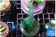 Acropora nana tricolore 4-6 cm WYSIWYG acclimaté