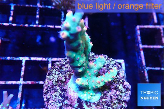 Acropora green & pink Fijii 3-5 cm WYSIWYG acclimaté