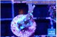 Acropora carduus green polyps deep water 1-2 cm WYSIWYG acclimaté
