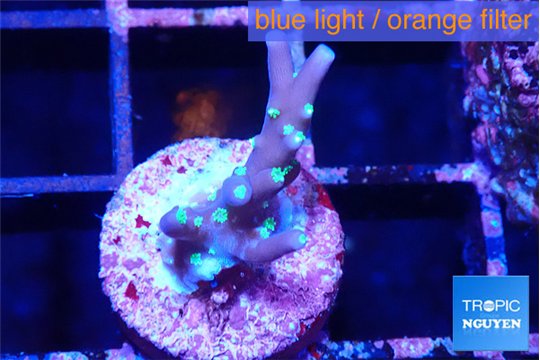 Acropora carduus green polyps deep water 1-2 cm WYSIWYG acclimaté