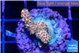 Acropora millepora mango 2-3 cm WYSIWYG acclimaté