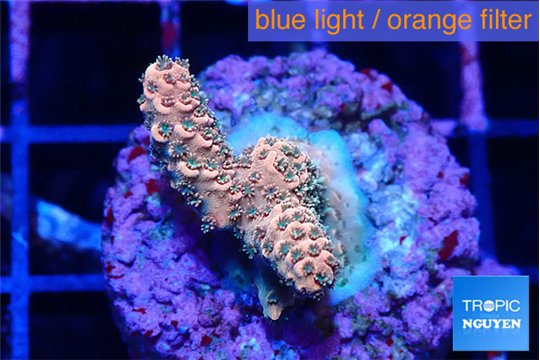Acropora millepora mango 2-3 cm WYSIWYG acclimaté
