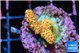 Acropora millepora mango 2-3 cm WYSIWYG acclimaté