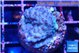 Acropora purple daisy Fijii 2-3 cm WYSIWYG acclimaté