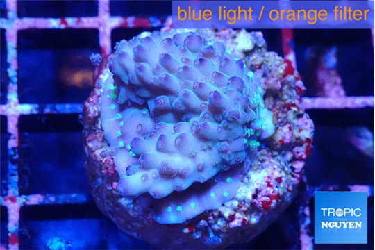 Acropora purple daisy Fijii 2-3 cm WYSIWYG acclimaté