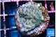 Acropora purple daisy Fijii 2-3 cm WYSIWYG acclimaté