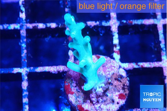 Acropora green ice Fijii 1-2 cm WYSIWYG acclimaté