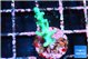 Acropora green ice Fijii 1-2 cm WYSIWYG acclimaté