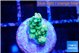 Acropora green 1 cm WYSIWYG acclimaté