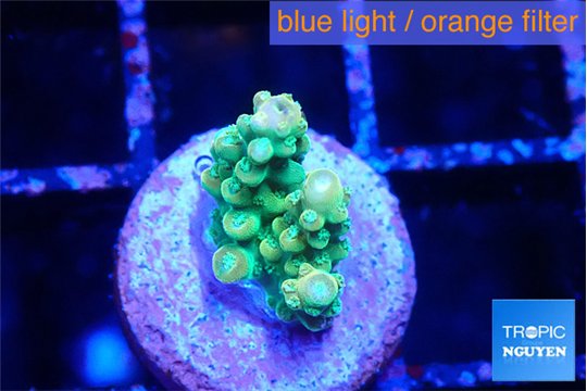 Acropora green 1 cm WYSIWYG acclimaté