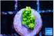 Acropora green 1 cm WYSIWYG acclimaté