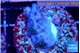 Acropora purple daisy Fijii 2-3 cm WYSIWYG acclimaté