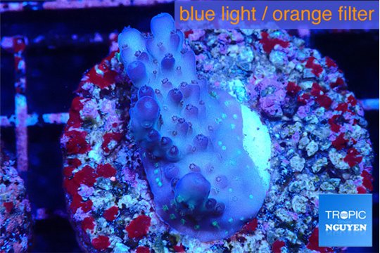 Acropora purple daisy Fijii 2-3 cm WYSIWYG acclimaté