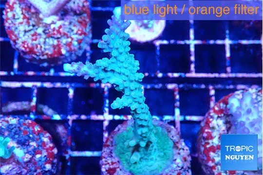 Acropora green blue tip 4-6 cm WYSIWYG acclimaté