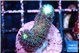 Stylophora milka 2-3 cm WYSIWYG acclimaté