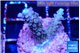 Acropora purple 2-3 cm WYSIWYG acclimaté